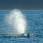 Sperm whale in New Zealand