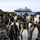Heritage adventurer and king penguins.