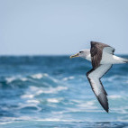 Buller's albatross in The Snares Island, New Zealand