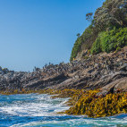 Crested penguin colony in The Snares Island, New Zealand