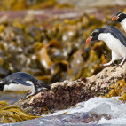 Crested penguin in The Snares Island, New Zealand