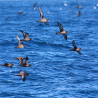 Sooty shearwater flock in The Snares Island, New Zealand