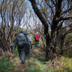 Bird watching walk on the Subantarctic Islands. 