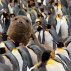 Elephant seal and king penguins.