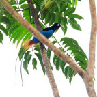 Blue bird of paradise in Papua New Guinea