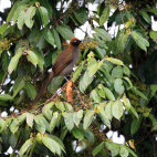 Brown sicklebill in Papua New Guinea