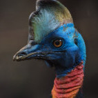 Southern cassowary in Papua New Guinea