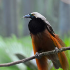Greater bird of paradise in Papua New Guinea