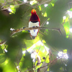 King bird of paradise in Papua New Guinea