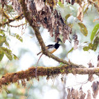 King of Saxony bird of paradise in Papua New Guinea