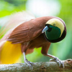 Lesser bird of paradise in Papua New Guinea