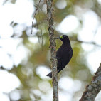 Short-tailed paradigalla in Papua New Guinea.