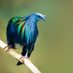 Nicobar pigeon in Papua New Guinea