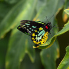 Queen Alexandra birdwing butterfly in Papua New Guinea.
