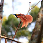 Raggiana bird of paradise in Papua New Guinea