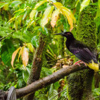 12-wired bird of paradise in Papua New Guinea
