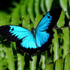 Blue Ulysses swallowtail butterfly in Papua New Guinea