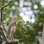 Forest bittern in Papua New Guinea