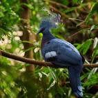 Victoria crowned pigeon in Papua New Guinea