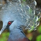 Victoria crowned pigeon in Papua New Guinea