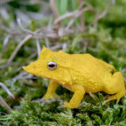 Solomon Islands leaf frog