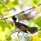 White-capped monarch in the Solomon Islands