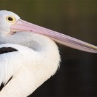 Australian pelican