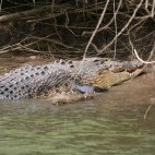 Crocodile in Australia