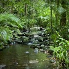 Daintree National Park in Queensland, Australia