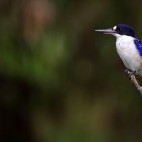 Forest kingfisher in Kakadu National Park, Australia