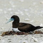 Brown booby in the Lacepede Islands, Australia