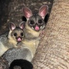 Brushtail possom in Tasmania, Australia
