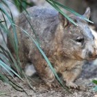 Common wombat in Tasmania, Australia