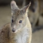 Red-necked wallaby in Tasmania, Australia