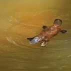 Platypus in Australia.