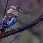 Blue-winged kookaburra in Kakadu National Park, Australia