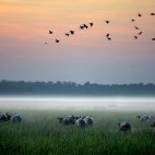 Buffalo in Bamurru Plains, Australia.