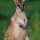 Wallaby in Australia.