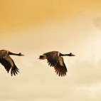 Magpie geese in Bamurra Plains, Australia.