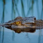 Crocodile in Australia