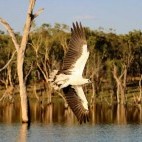 White-bellied sea eagle in Queensland, Australia.