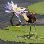 Jacana on a lily pad in Queensland, Australia.