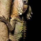 Lizard in Queensland, Australia.