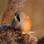 Bearded tit