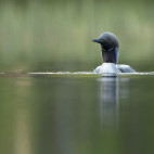 Black-throated diver