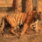 Tiger in Nagarhole National Park, India.