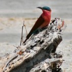 Carmine bee eater.