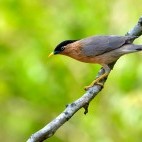 Brahminy starling