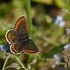 Brown argus butterfly