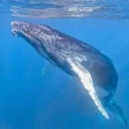 A humpback whale on Silver Bank, Dominican Republic.